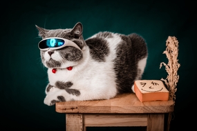 可爱呆萌喵星人写真图片